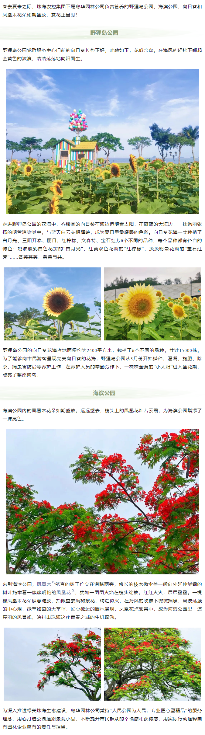鳳凰花開 向陽而生  走！到市屬公園賞花去.png